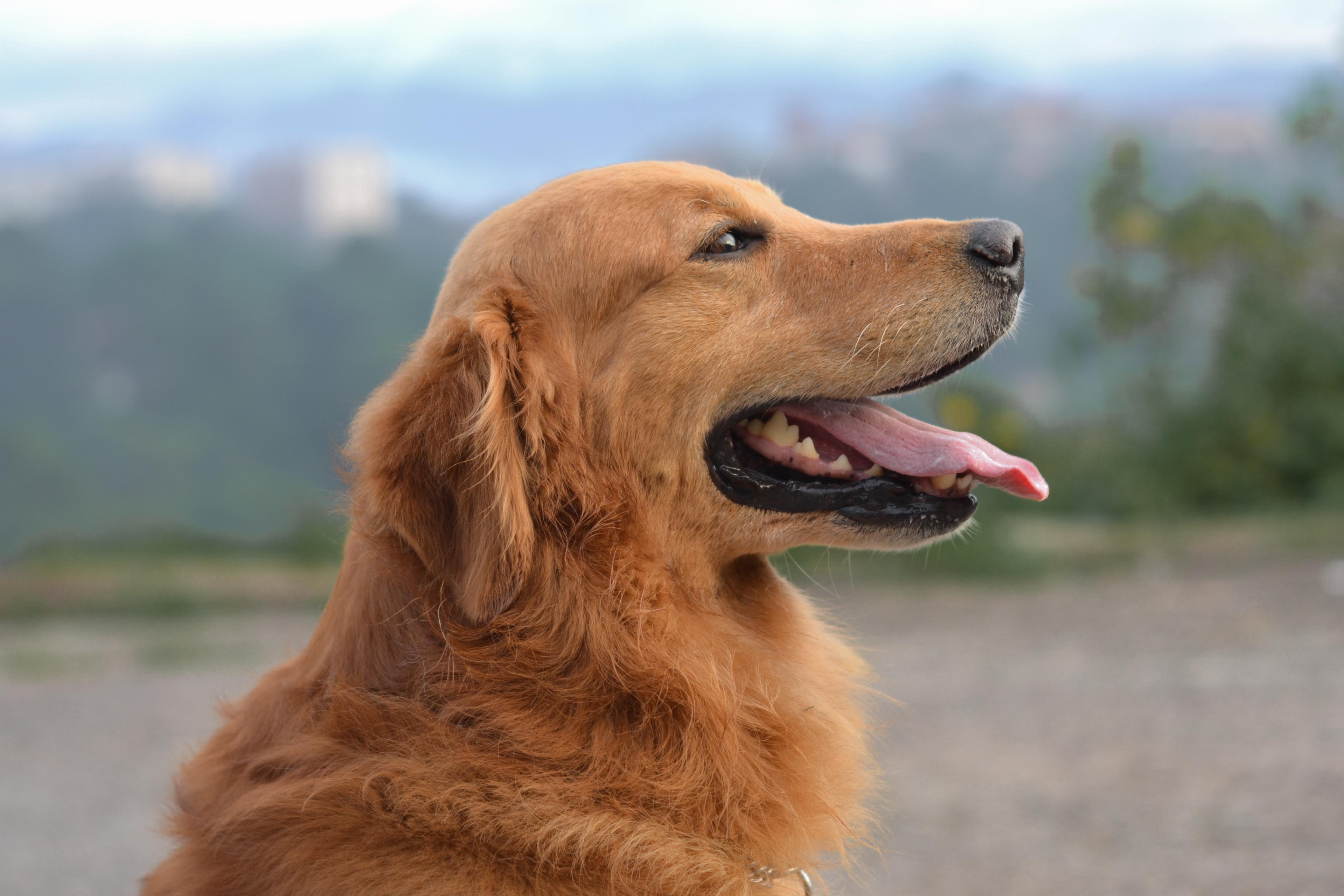 goldenretriever